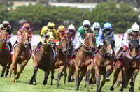 Murray Bridge tips for 13.08.2025