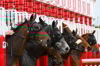 Sandown Tips for 25.02.2025