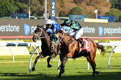Spring Champion odds