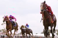 Strathalbyn Tips for 19.02.2025
