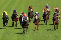 Sunshine Coast Tips for 15.06.2025