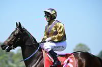Sunshine Coast Tips for 25.01.2025