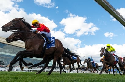 Toorak Odds