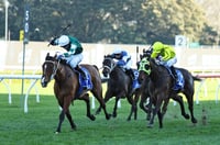 Winx Stakes Odds