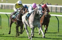 field of gold stakes