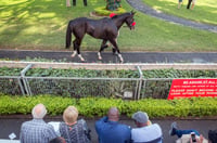 greyville races