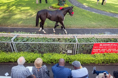 greyville races