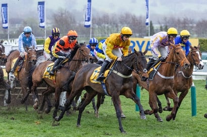 mares' novices' hurdle cheltenham