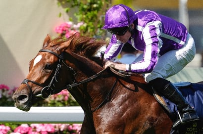 precise ascot