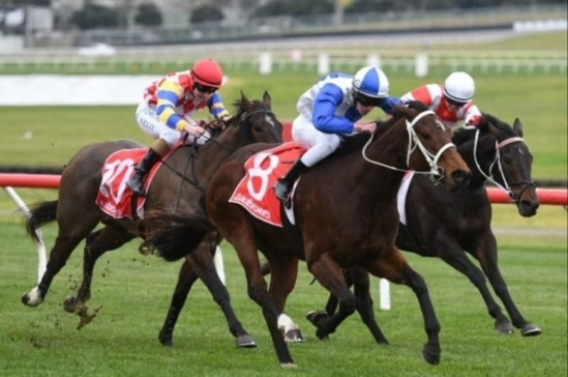Hamilton Racing Tips for May 29- Consistent galloper from the Price ...