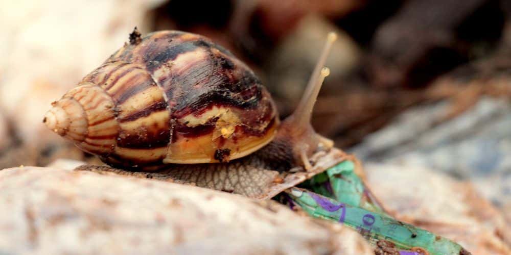 Caracol gigante africano. Foto: Hitchman Powell /Periodismo de Barrio.
