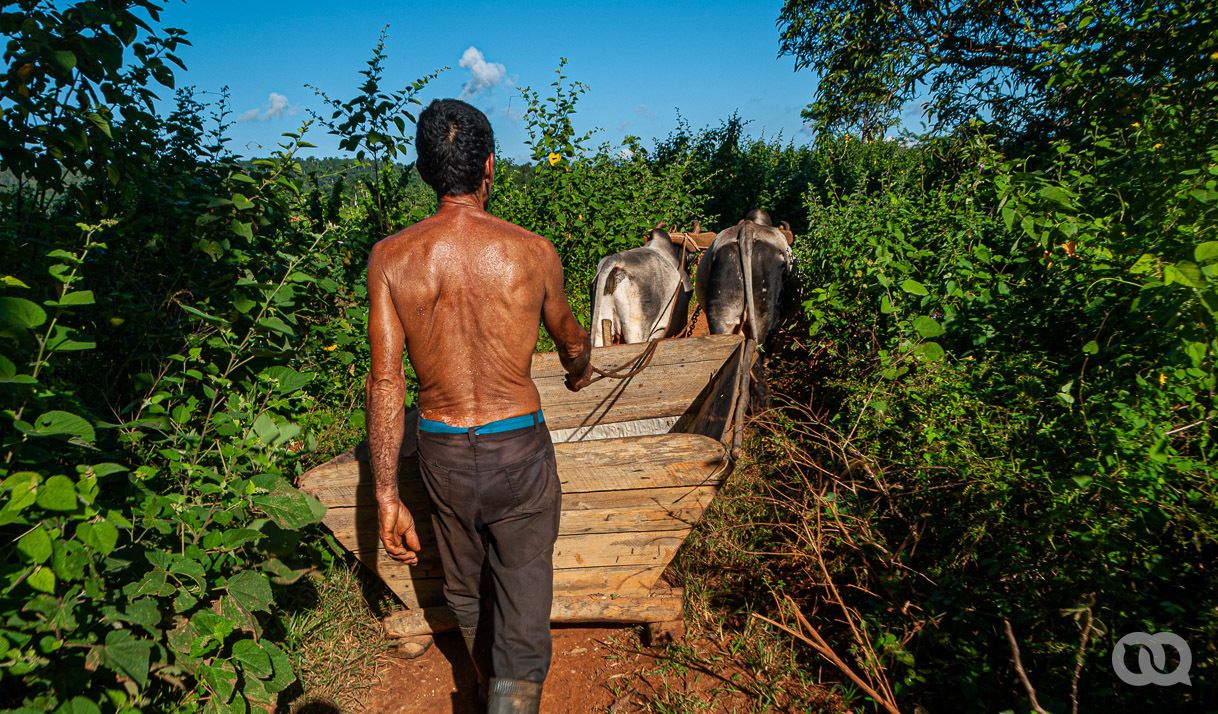 hombre, campesino, vacas, ganado, campo