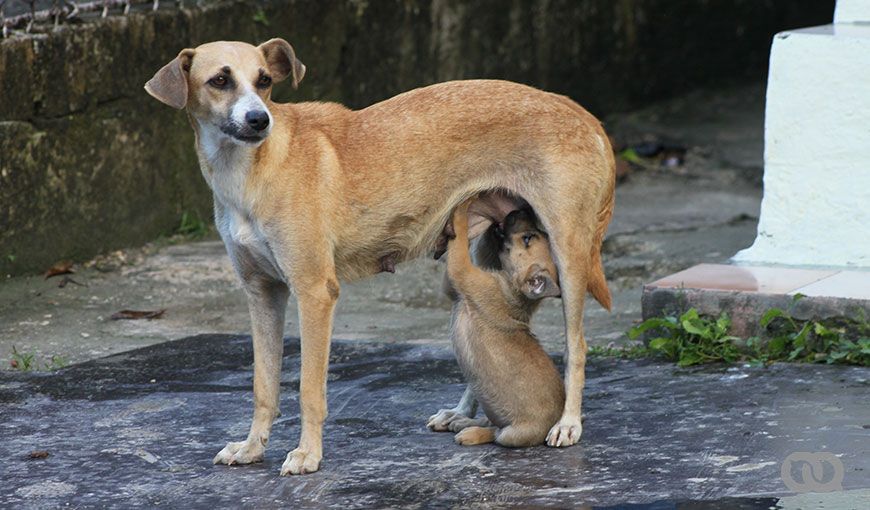 Activistas cubanos lanzan plataforma digital de contenidos contra el maltrato animal