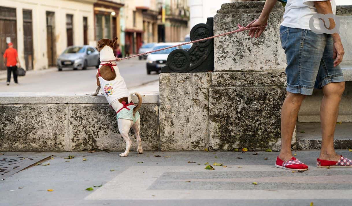 Entre la escasez y el abandono: crece la vulnerabilidad de animales domésticos en Cuba