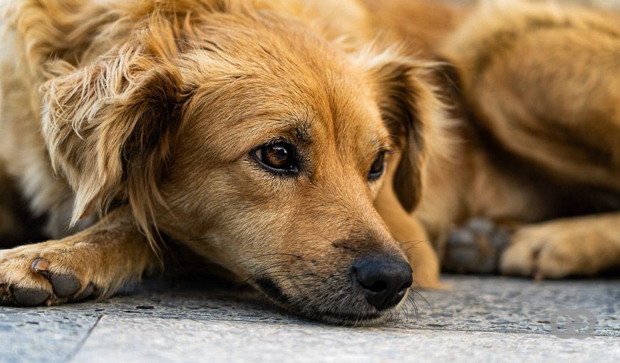 Qué se ha logrado a un año de aprobarse el Decreto Ley de Bienestar Animal