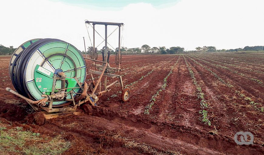 Planes olvidados de la agricultura cubana