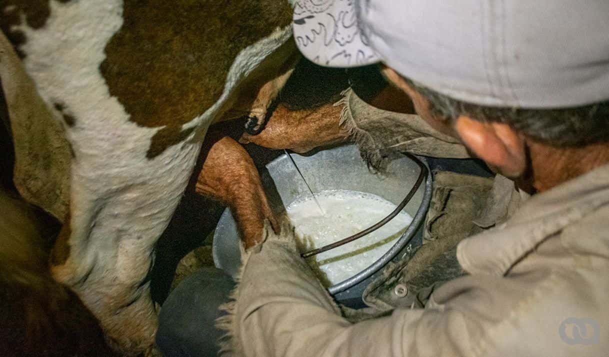 campesino leche vaca