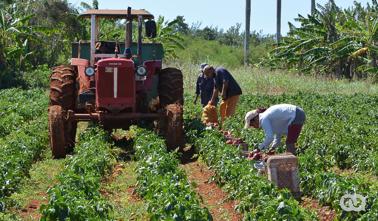 The Bad News (We Know) about Agriculture in Cuba