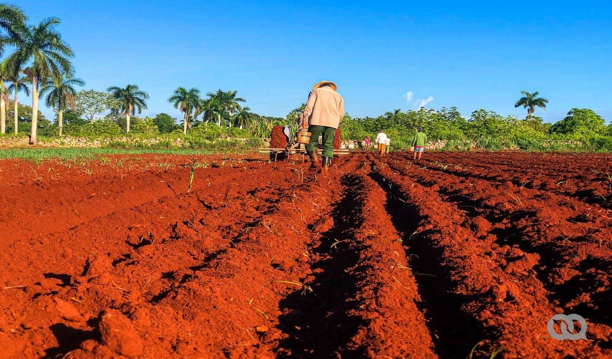 Experto cubanoamericano señala el error que frena la agricultura: se ha repetido desde 1959