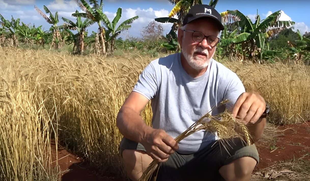 Roque. Cultivador de trigo. Foto: captura de pantalla / Varia.