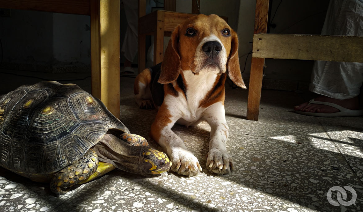 The Pets Left Behind from the Cuban Exodus