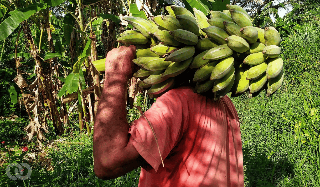 Cáscara de plátano: ¿Receta de recuperación o exhibición de la carencia?
