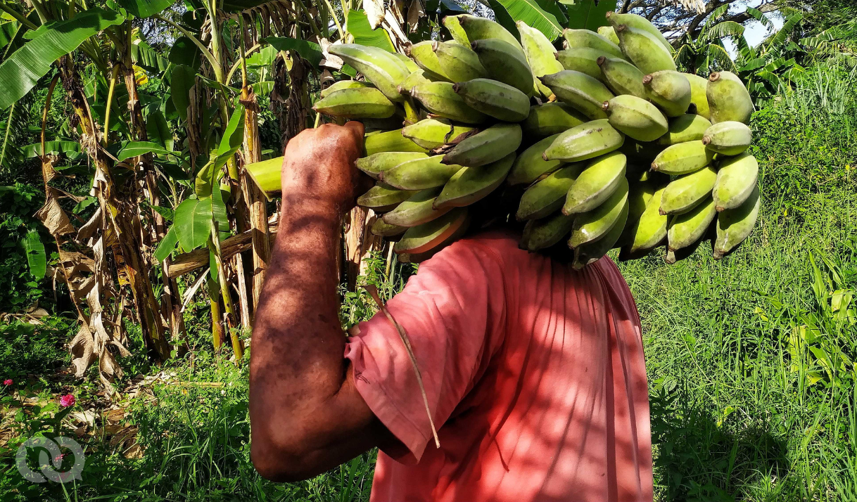 Cáscara de plátano: ¿Receta de recuperación o exhibición de la carencia?
