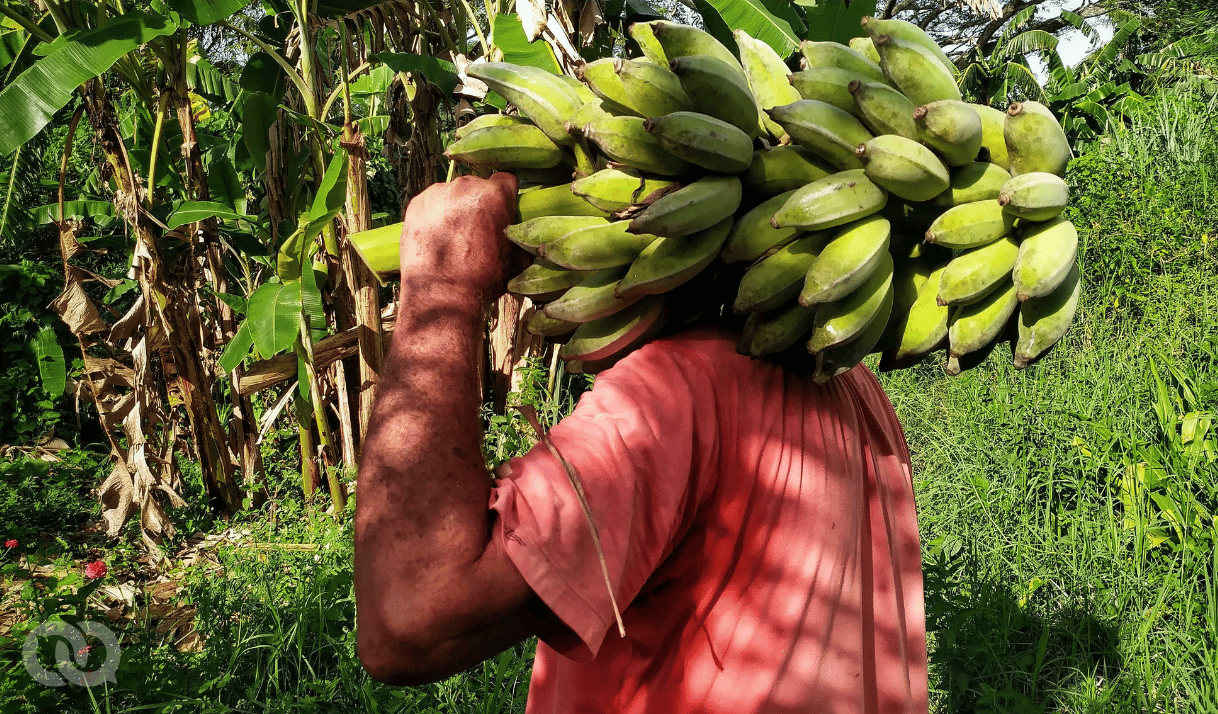 Cáscara de plátano: ¿Receta de recuperación o exhibición de la carencia?