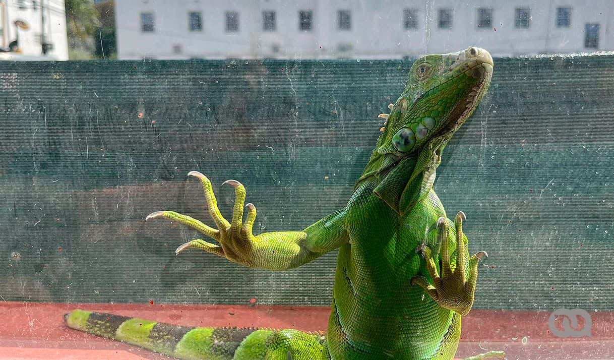 Cero grados, huida en la noche y una iguana