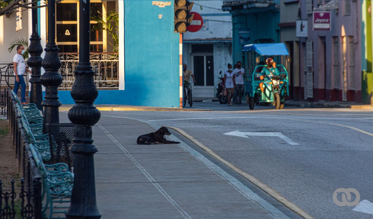 Sacrificio de perros en San José: posibles sanciones ante el maltrato animal