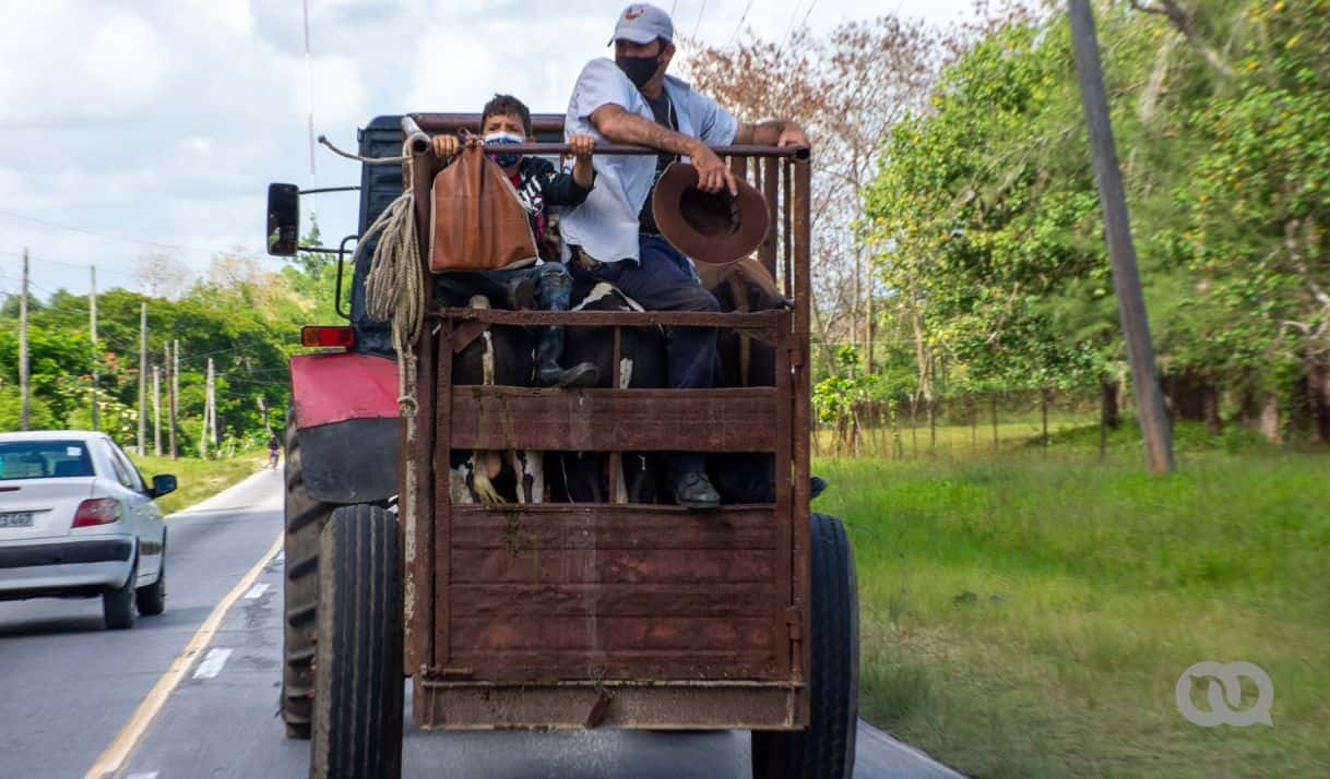 Nueva ley de Seguridad Social para productores agropecuarios y forestales en Cuba. ¿Qué necesitas saber?