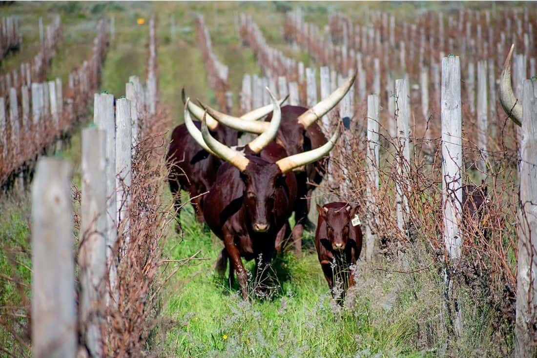 Un creciente movimiento hacia la viticultura regenerativa está demostrando que hay otra forma de hacer vino y que no tiene que involucrar químicos caros ni dañinos.