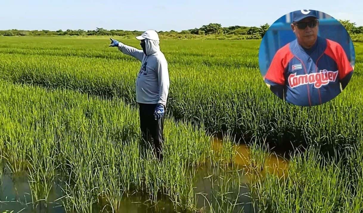 Presente de la pelota cubana: veteranos en la agricultura y adolescentes en el aeropuerto