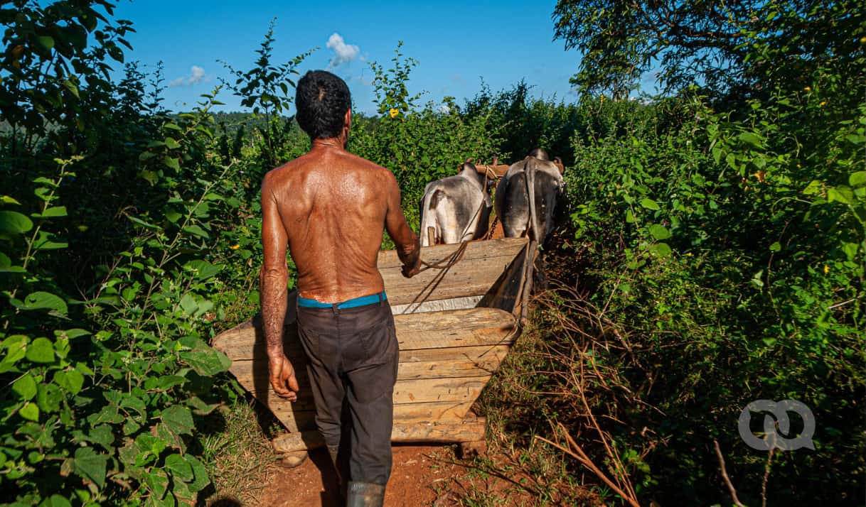2025-10-16-agricultura-campo-cuba-elTOQUE.png