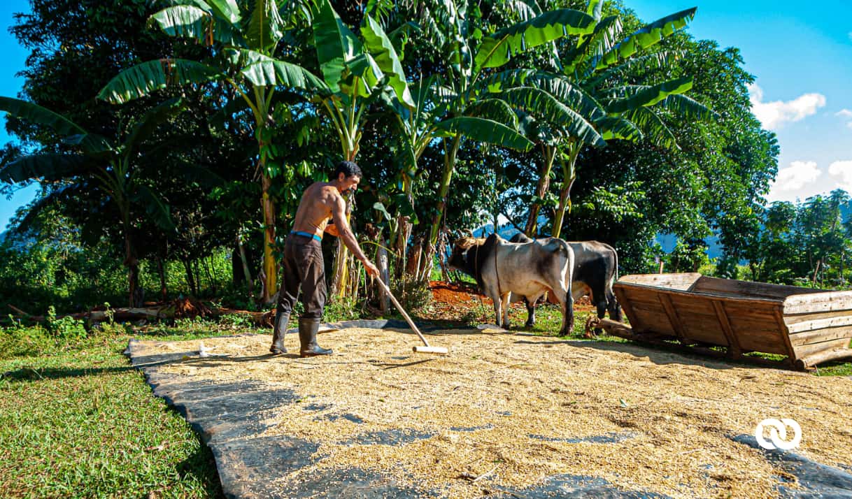 More Gov. Control Over Foreign Currency and Cuba’s Farmers