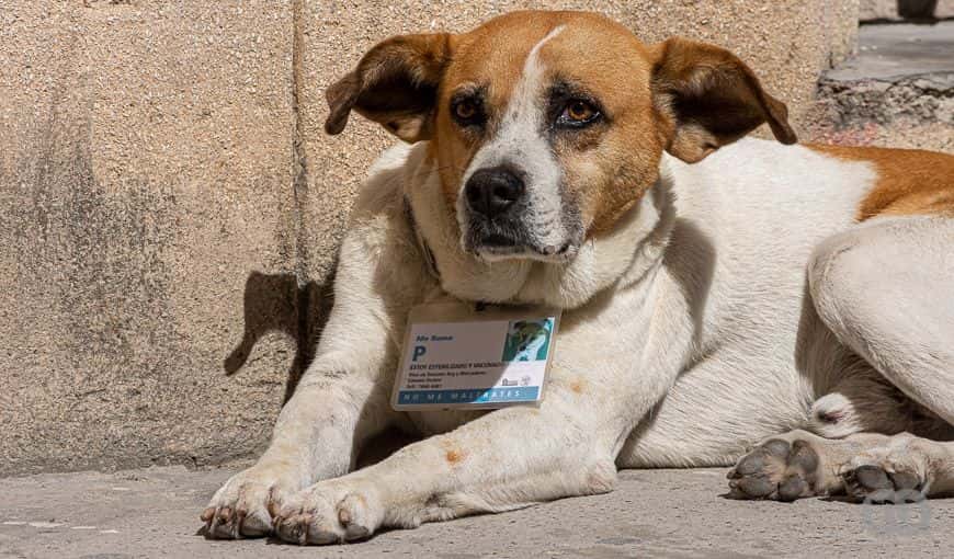 ¿Las mascotas transmiten el nuevo coronavirus?