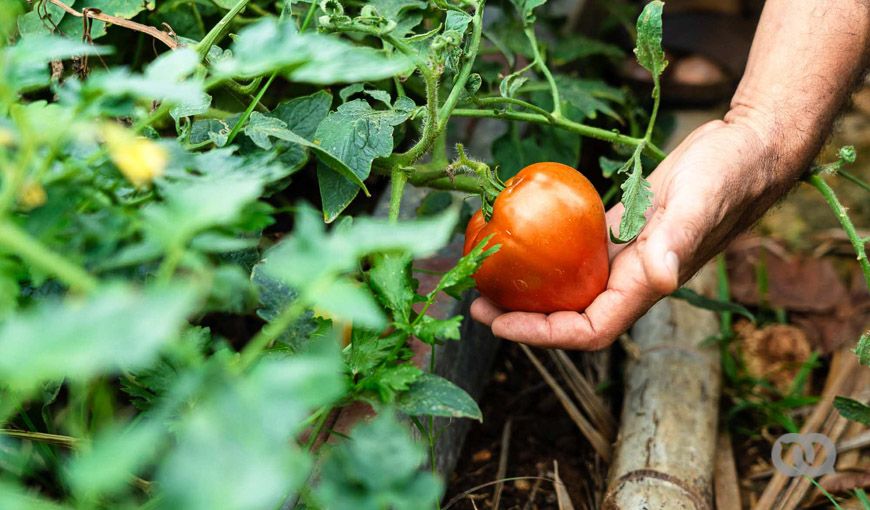 Tomate, vegetales, siembra, agricultura urbana, alimentación, Cuba.