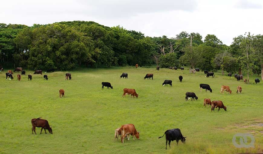 Vacas pastando en un campo cubano, imagen poco usual ya que el ganado vacuno y la carne de res en Cuba son como el oro molido. Foto: Jessica Dominguez.