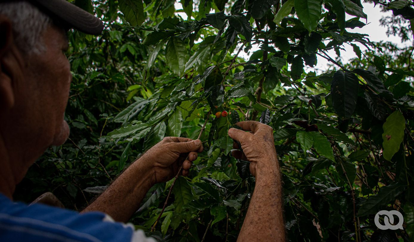 ¿Qué ha pasado con el café en Cuba? (+ narración)