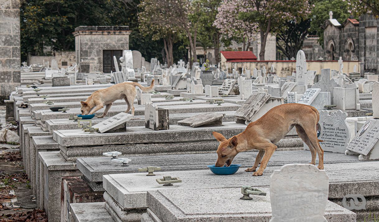 The Havana Cemetery Dogs and their Caretakers