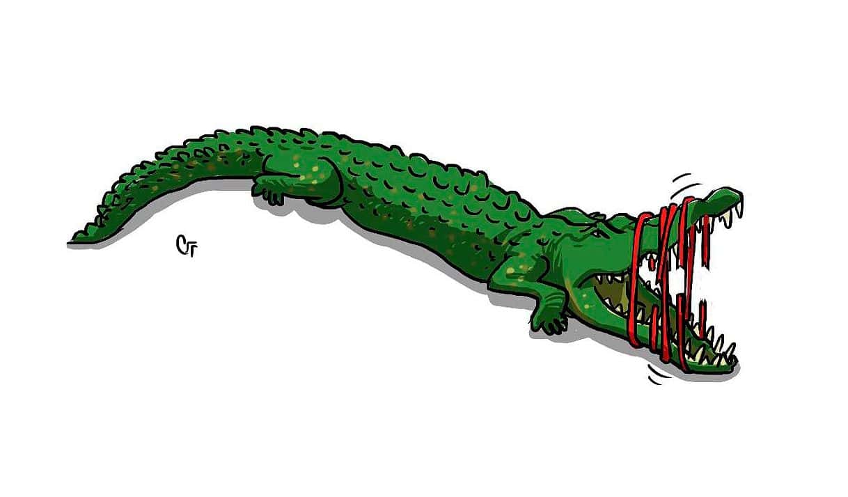 caimán