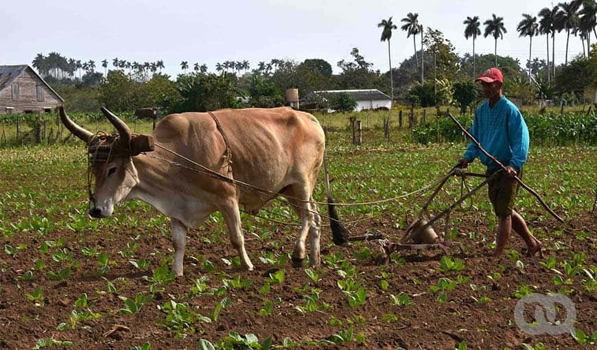 Cuban Agriculture: Planting More, Havesting Less