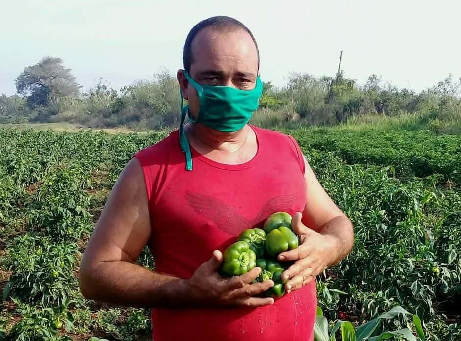 ¿Qué hace la agricultura cubana en tiempos de pandemia?