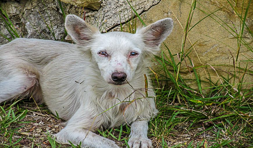 ¿Y la ley de protección animal para cuándo?