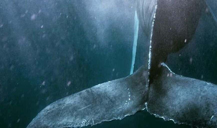 Ballena Mobbie Dick. Libro
