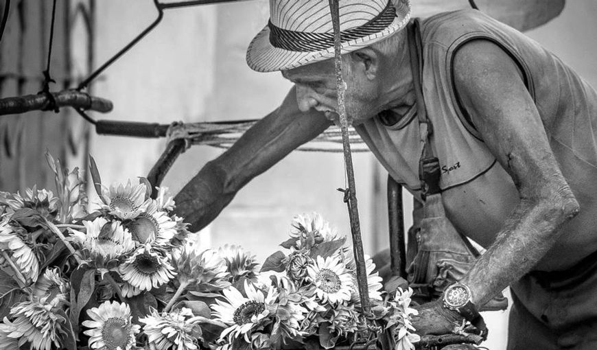 Tercera edad en Cuba, anciano florero, girasoles, vejez