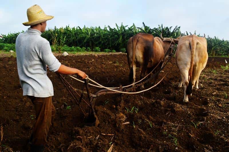 Régimen cubano aplaza el impuesto a quien invierta en maquinaria para alimentos
