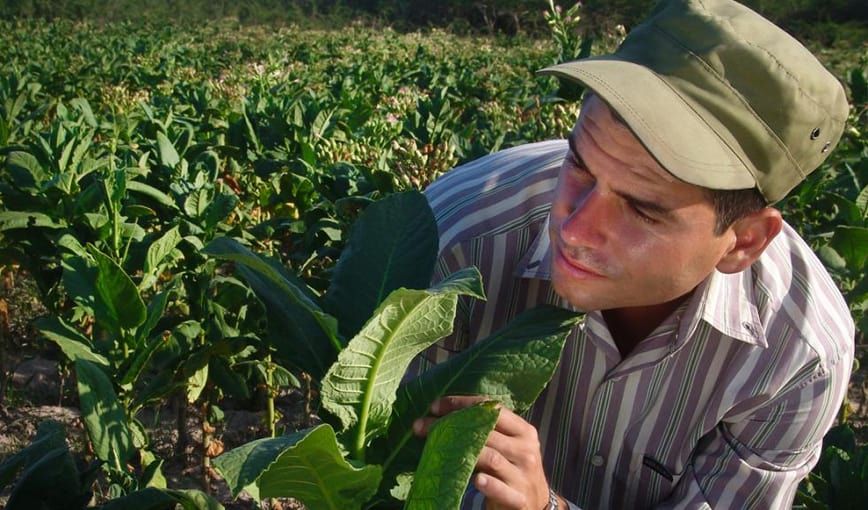 El ingeniero del tabaco