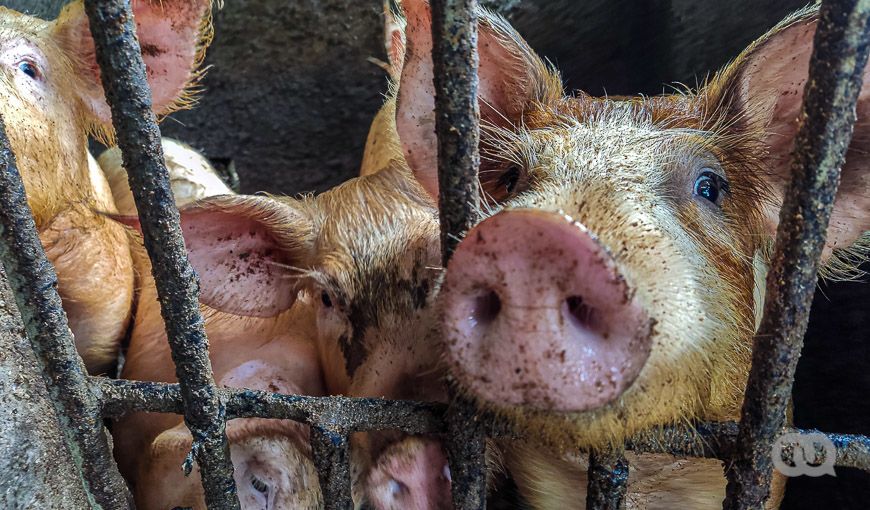 Sin comida para los cerdos ni carne sobre la mesa