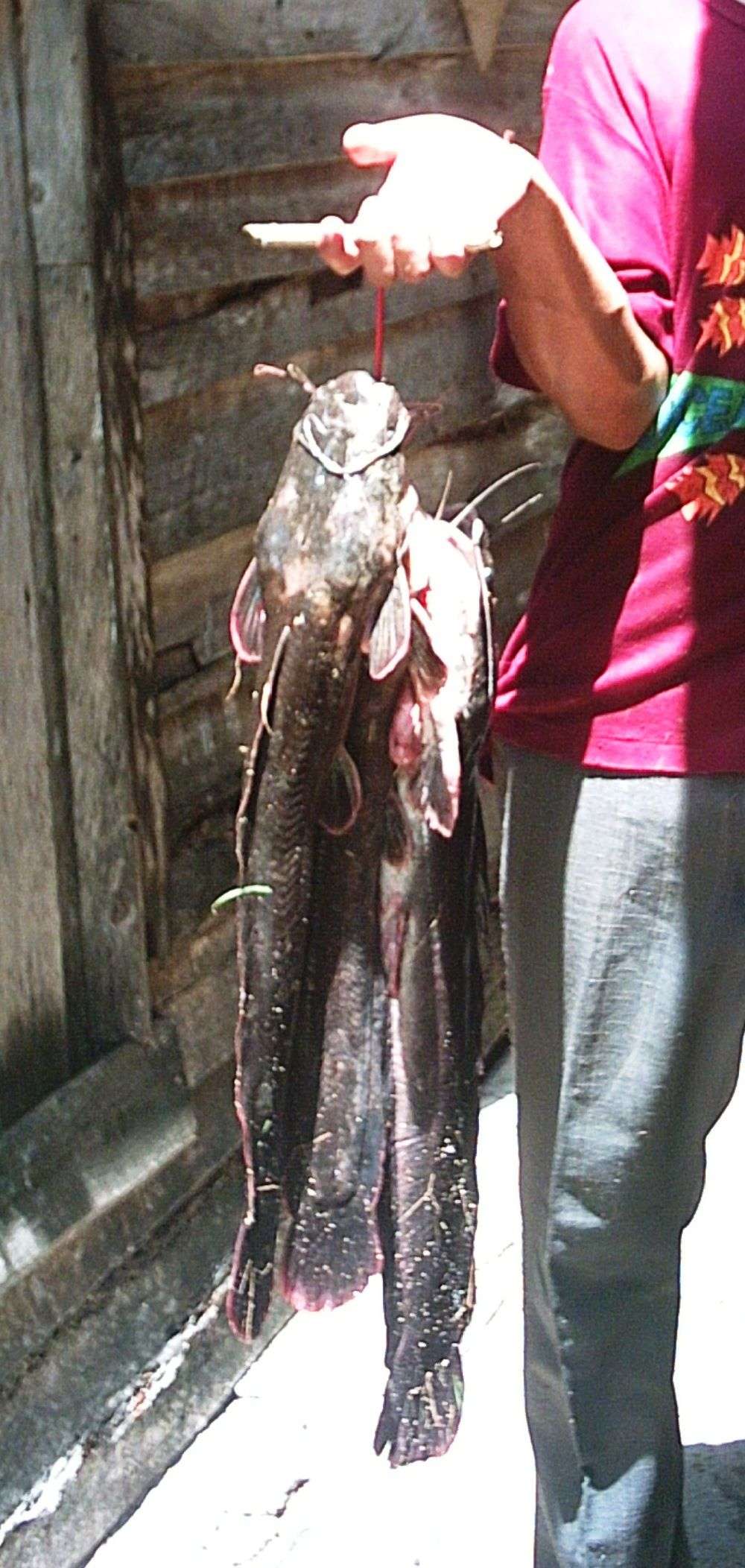 “pejes”_de_agua_dulce_en_cuba:_escasez,_desinformación_y_peligro